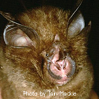 Rhinolophus pearsonii